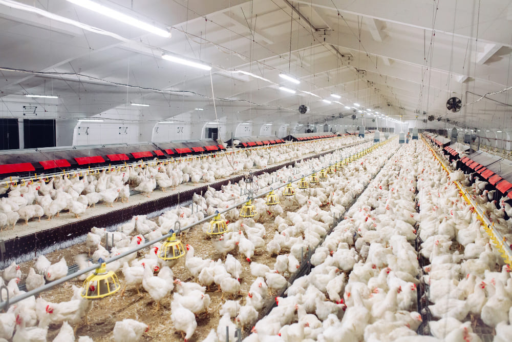 Galpón avícola con miles de pollos blancos y comederos en línea.