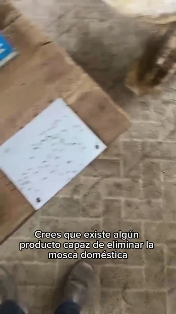 ¿Cómo tener las moscas bajo control?