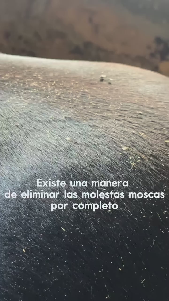 ¿Cómo eliminar por completo las moscas?
